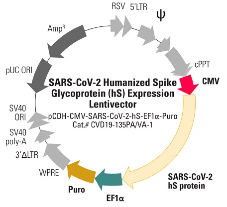pCDH-CMV-SARS-CoV-2-hS-EF1α-Puro
